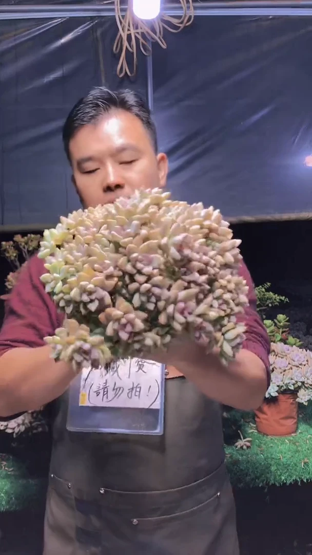 209淡雪缀化一物一拍
