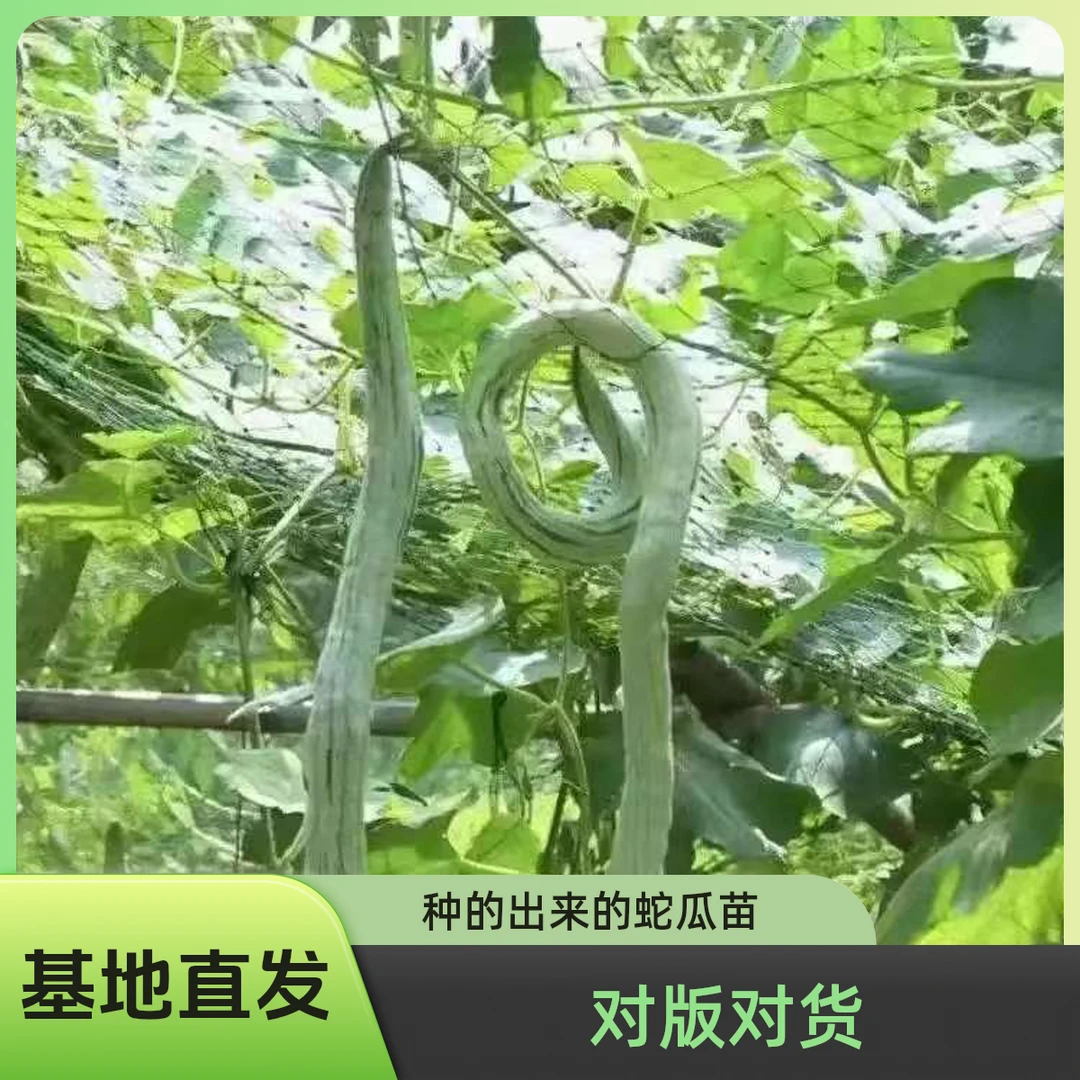 正宗蛇瓜秧苗带土发货高产蛇豆苗天台庭院地栽搭架观赏苗蔬菜苗