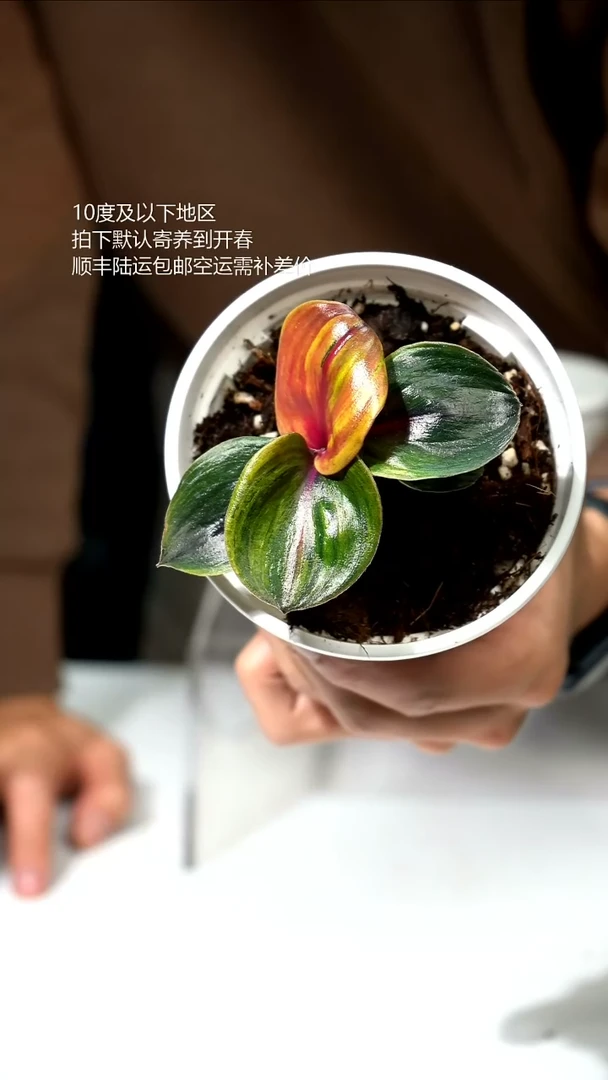 完全开放银波草锦