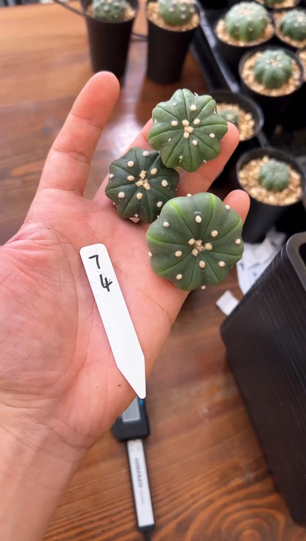 虫***霆不含盆土实生编码74