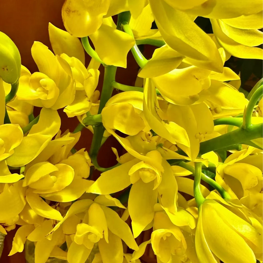 <金皇后>5支花剑起发精致盆栽180口径黄色系大花蕙兰基地直发