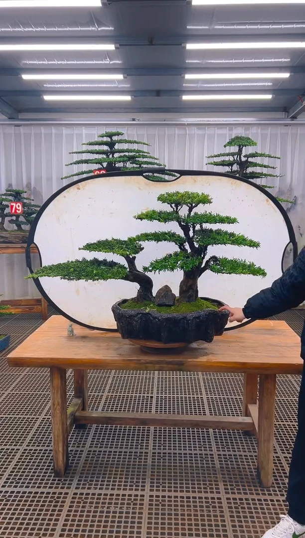 无花朵精品盆景直播间一物一拍