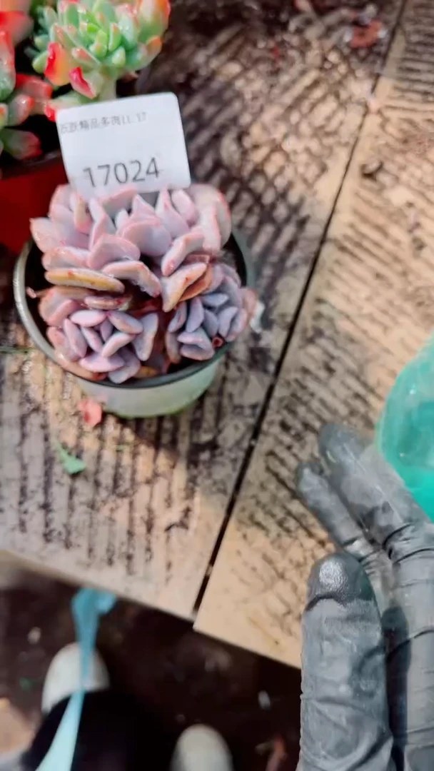 ?**～跃跃精品多肉17024