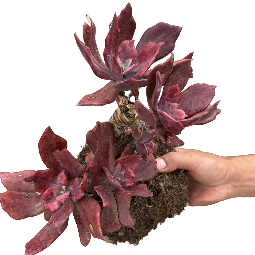 钻石锦（有砍  介意勿拍）多肉植物 （满15包邮 直播间展示为准）