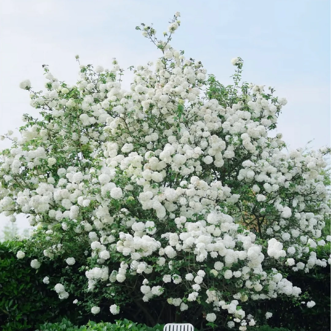 中华木绣球-白日梦想鲜花绿植