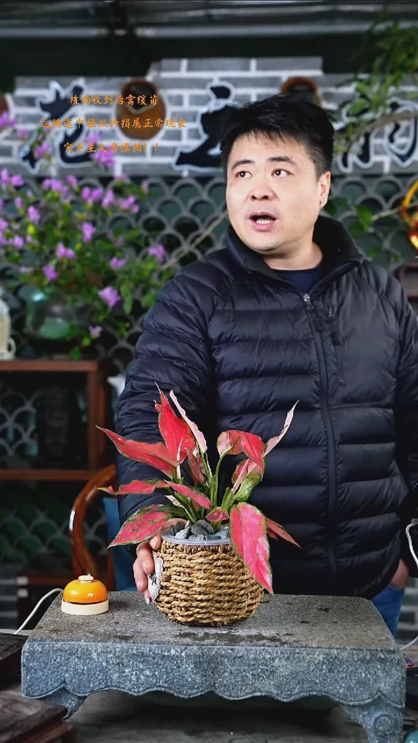 大部分开放少量花苞红如意133+