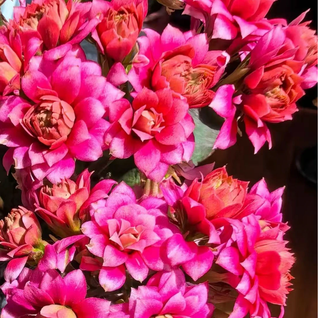 【芙蓉花神】110盆精美长寿花盆栽