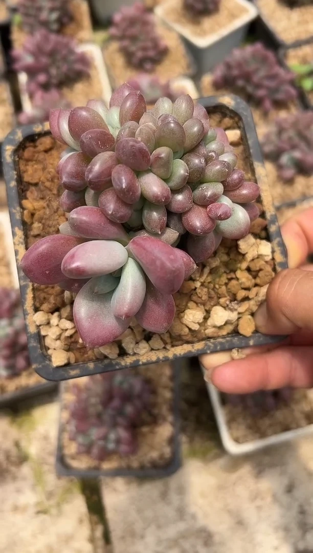 胖体桃花源缀-没有拍冷链化水不售后