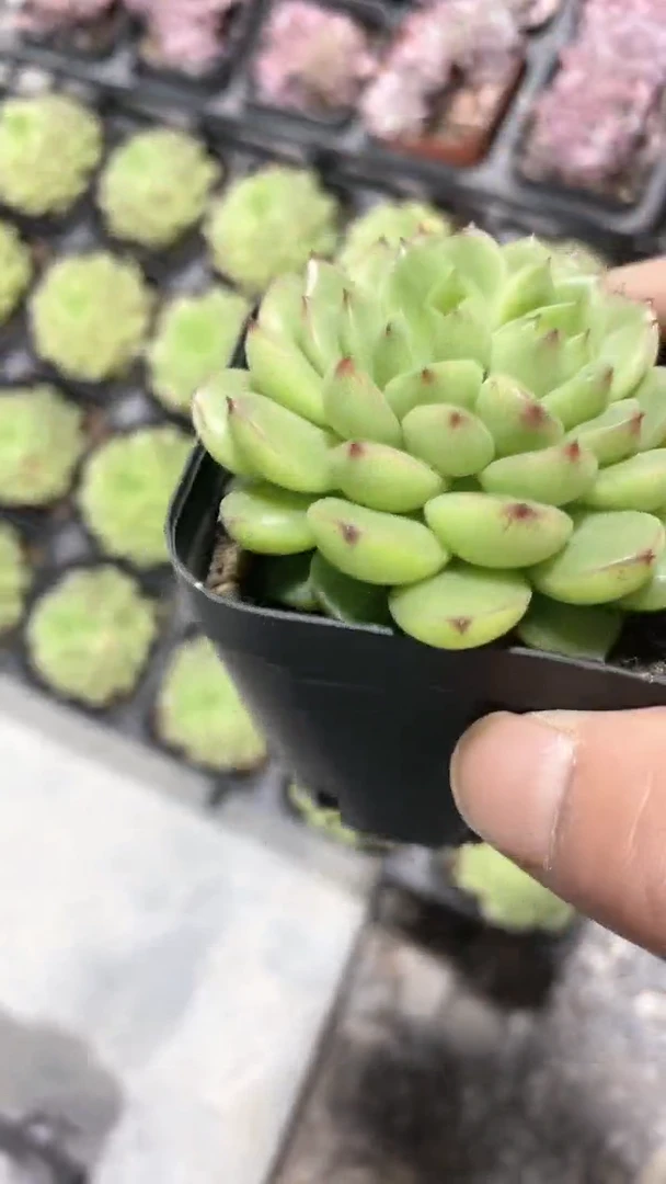 【闪购商品】65盆梦麦多肉