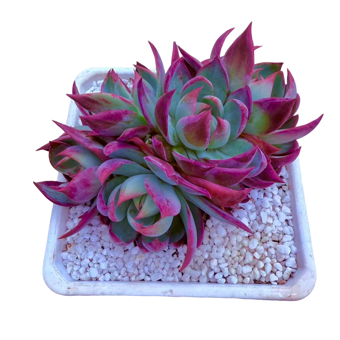 群生惊鸿仙子多肉 新手好养 满9.9包邮以直播间为标准发货精选精