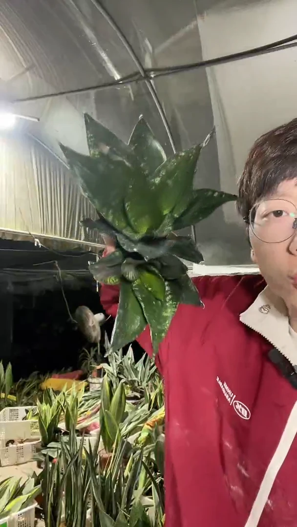 矮脚星空裸根2棵4.8