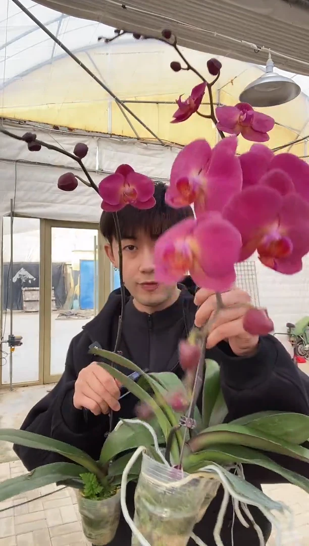 完全开放红苹果蝴蝶兰 带花带苞