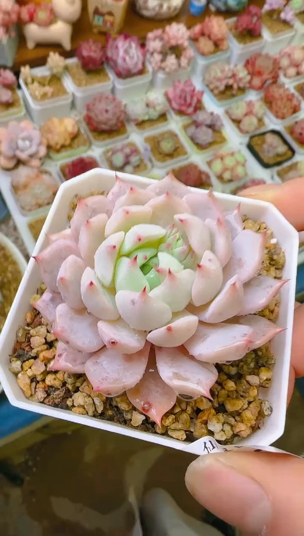 【闪购商品】福—082—仙农（爪）