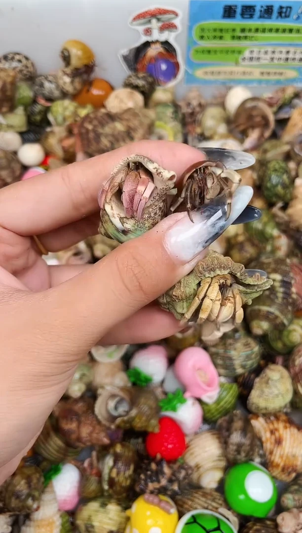 陌派甄选寄居蟹4755