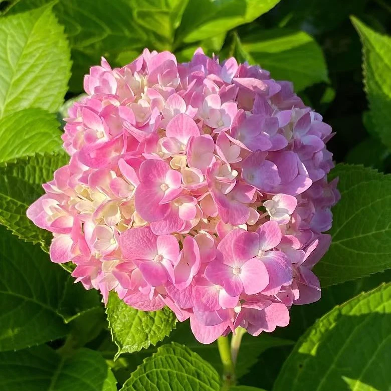 【无尽夏大盆】粉蓝色大花多季节新老枝室内室外庭院新手耐寒耐热