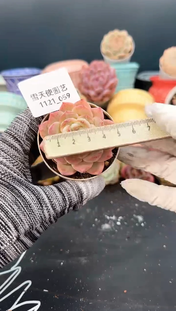 1121- 059 青山 （冠幅 5 cm）