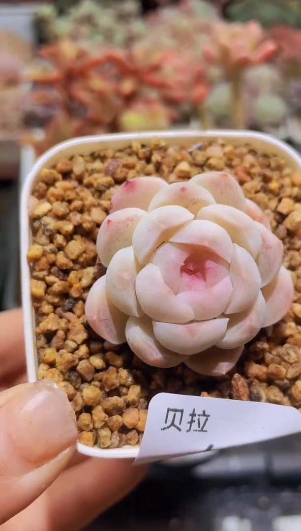 【闪购商品】604蜡像