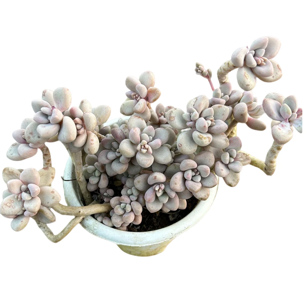 丸叶艾伦脱土 多肉植物室内绿植净化空气