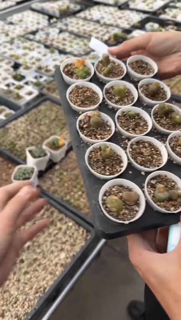 多肉植物肉锥脱土发29-193