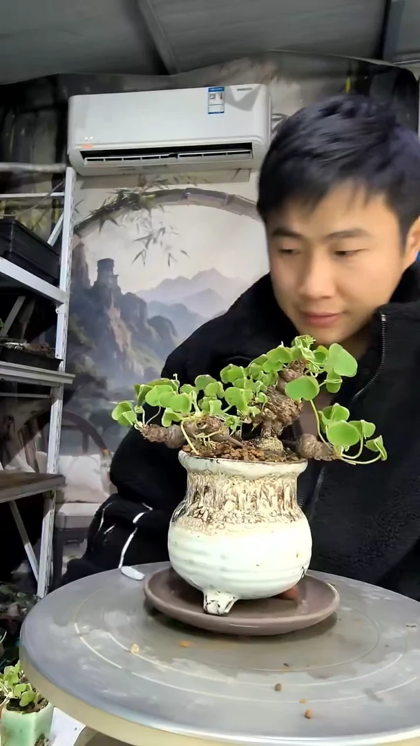 蝴**萨中青园艺一物一拍花443