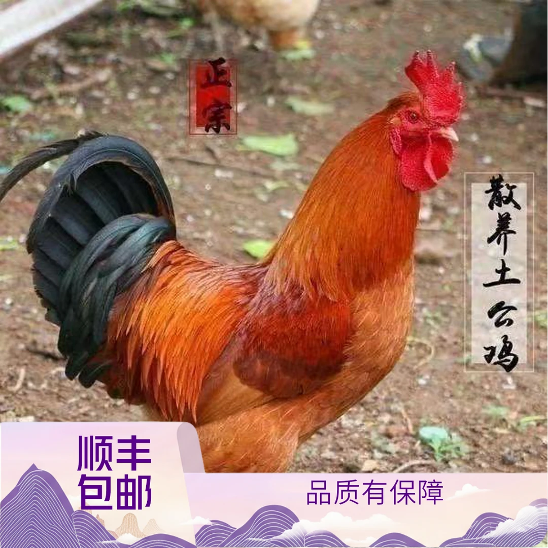 【顺丰包邮】农家放养黑腿土公鸡肉质鲜美到手净重4.5斤以上