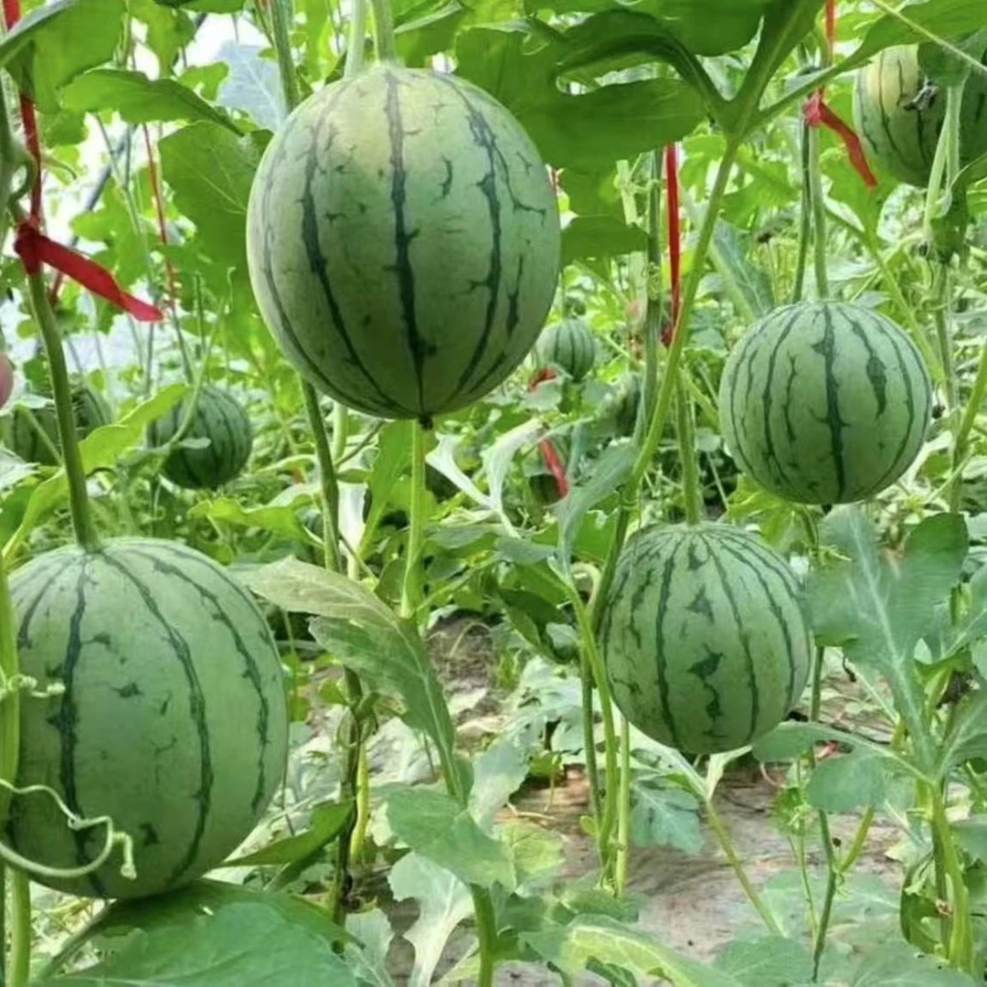 盆栽小西瓜种子麒麟西瓜红玉西瓜种籽阳台庭院均可种植绿皮红壤