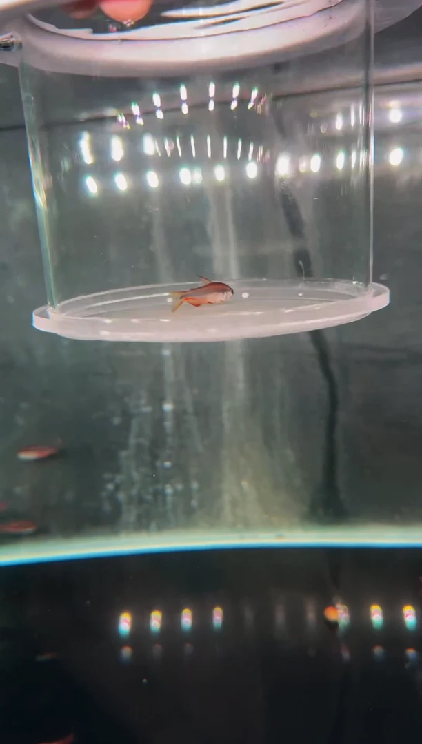 灯科鱼超黄*1（红黄杂）