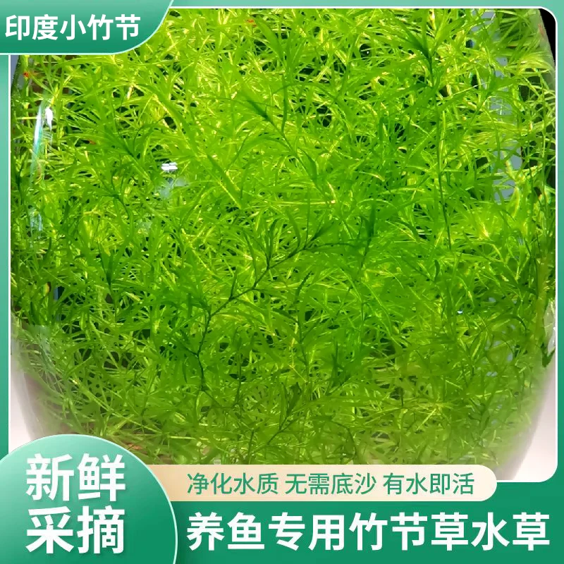 竹节草鱼缸专用水草造景增氧净化水质新手易养阴性水草