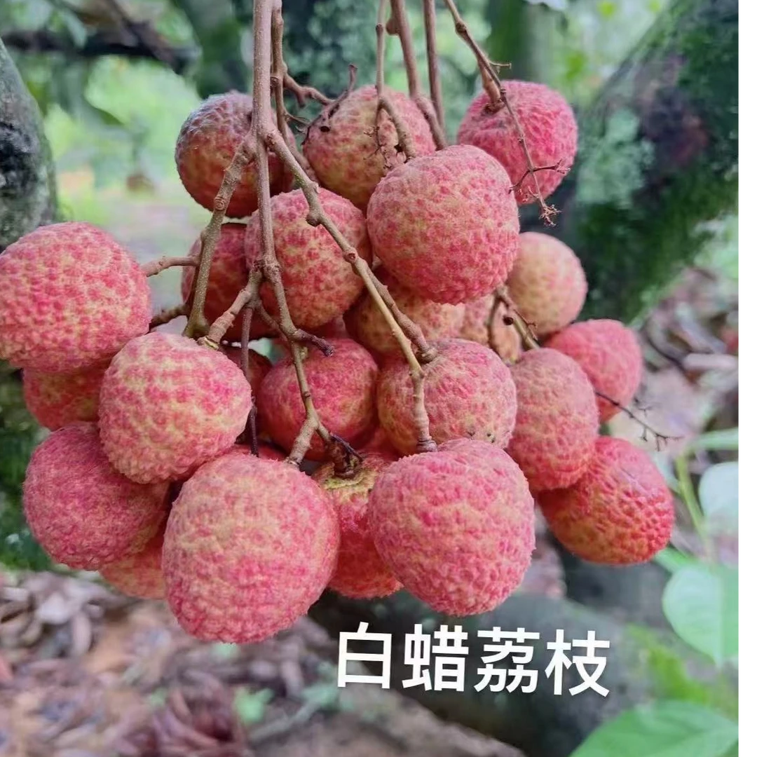 【顺丰冷链包邮】高州白蜡荔枝茂名高州荔枝现摘直发鲜果白蜡荔枝