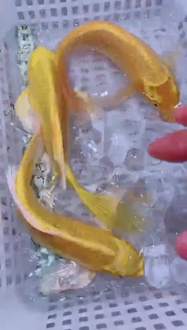 锦鲤血统锦鲤全场包邮61