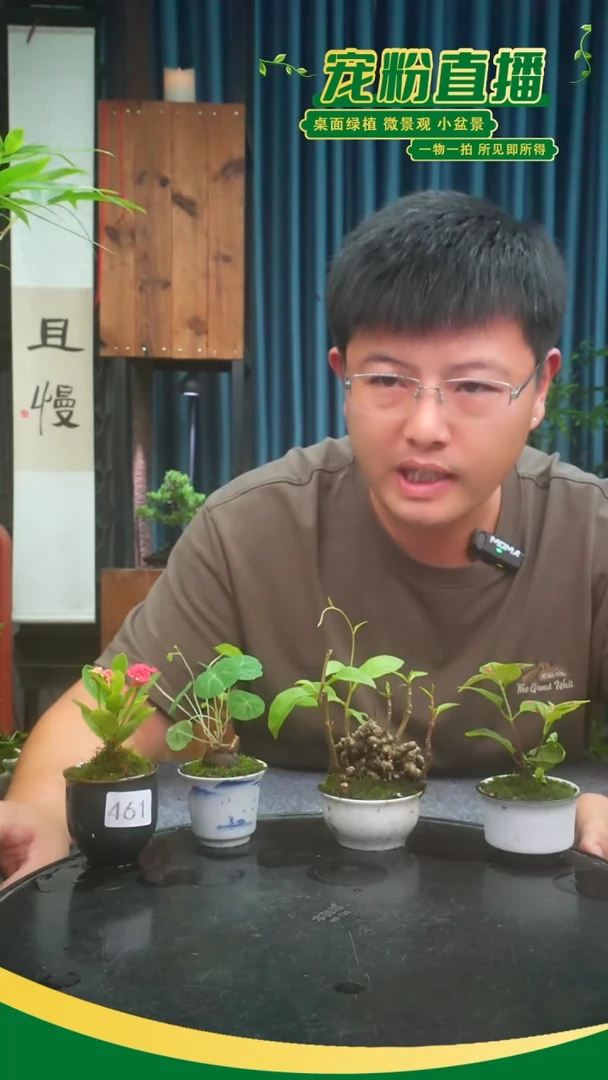 无花朵苔藓微景观461号