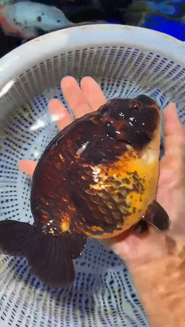 金鱼（运费自理，马印灯照射）福州追鱼兰寿金鱼
