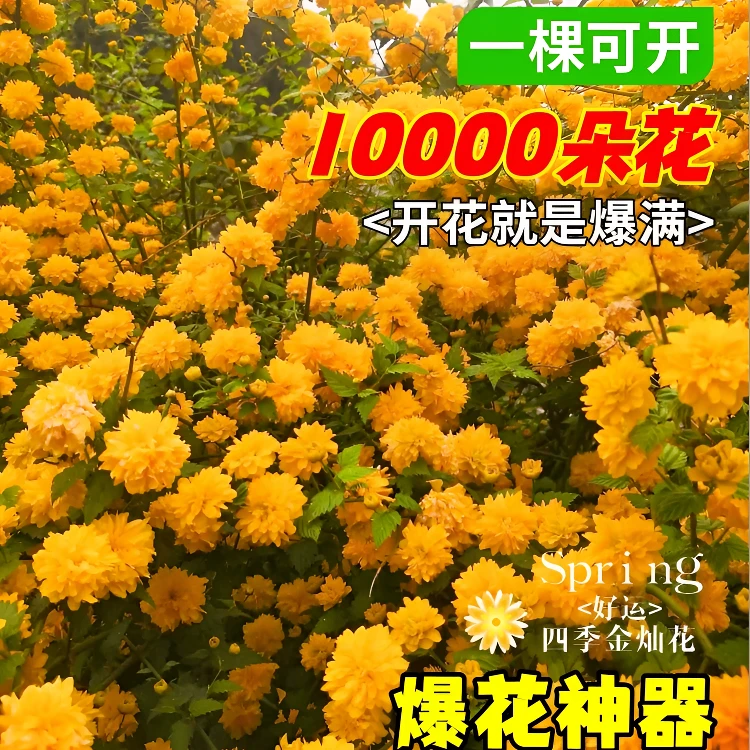 【一物一拍】重瓣棣棠花苗盆栽地栽耐阴爬藤攀缘花卉四季金灿花