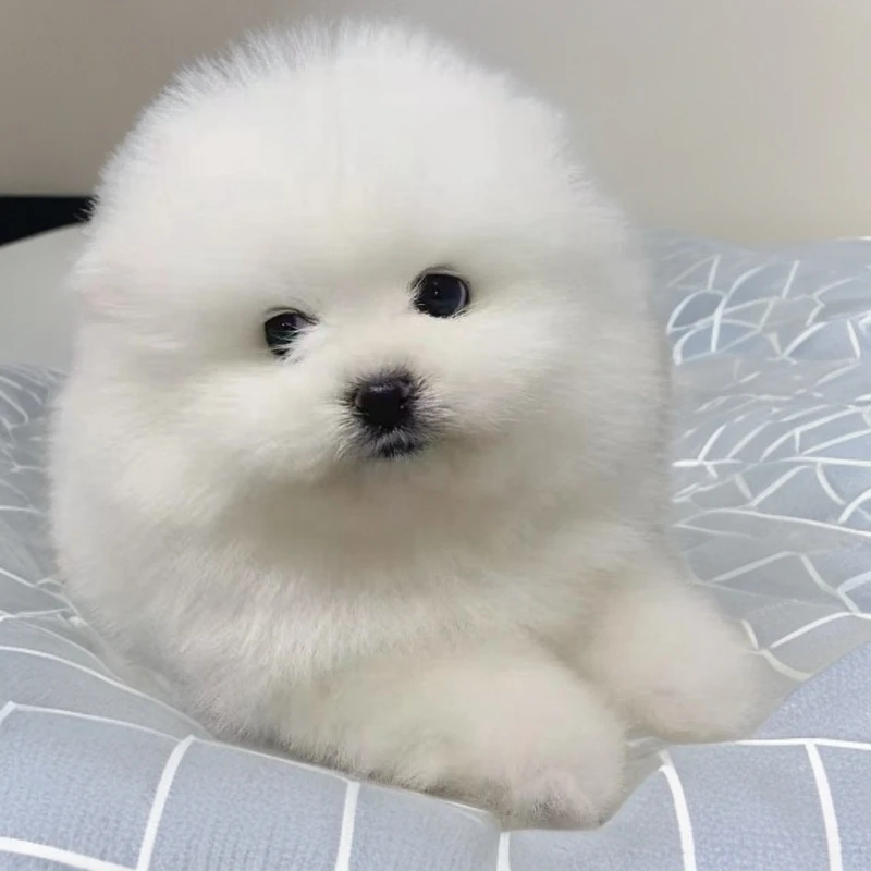 可爱博美幼犬小型犬小狗自家繁育