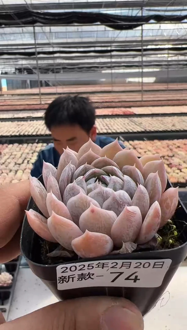 【闪购商品】新款多肉-74