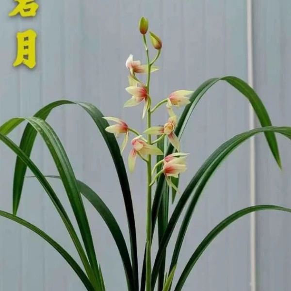 秋榜-碧月-人工种植组培小苗-连体2苗