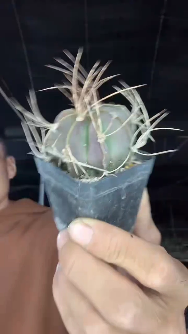 实生瑞凤玉12.99