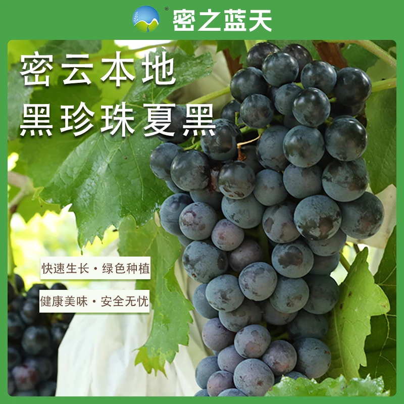 【夏黑葡萄】密之蓝天密云本地新新鲜采摘鲜发货黑珍珠夏黑葡萄1-3斤北京市