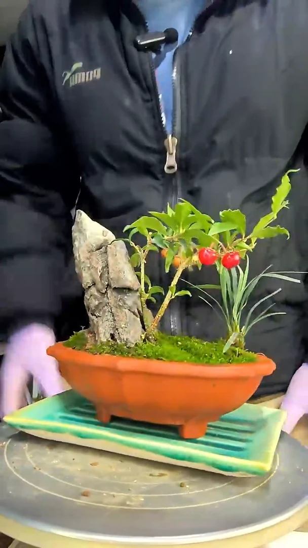 疯****丶中青园艺一物一拍花274