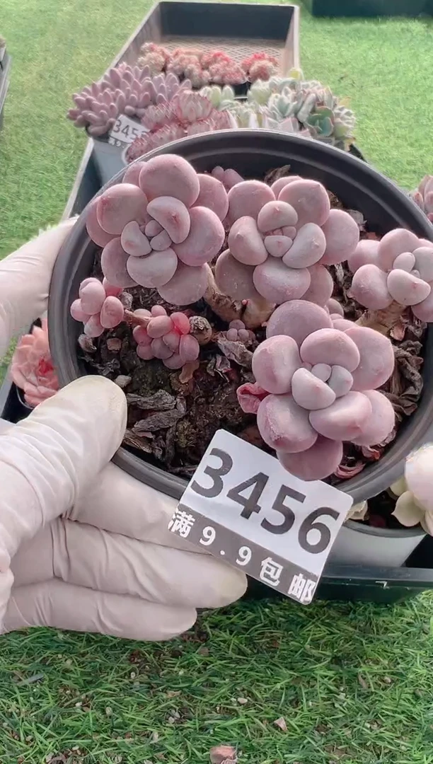 【闪购商品】信福多肉一物一拍1