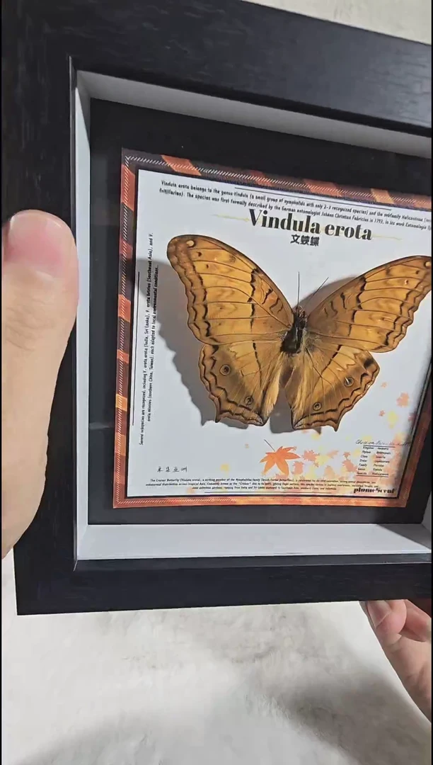 文蛱蝶xu新款蝴蝶标本