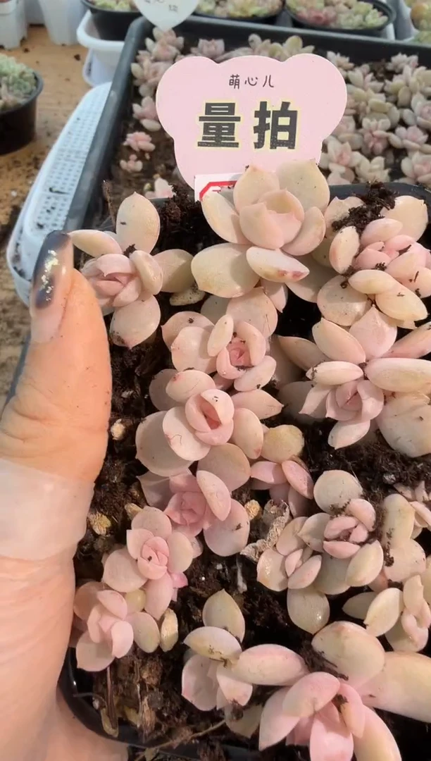 宫花切糕1盒 量拍多肉植物