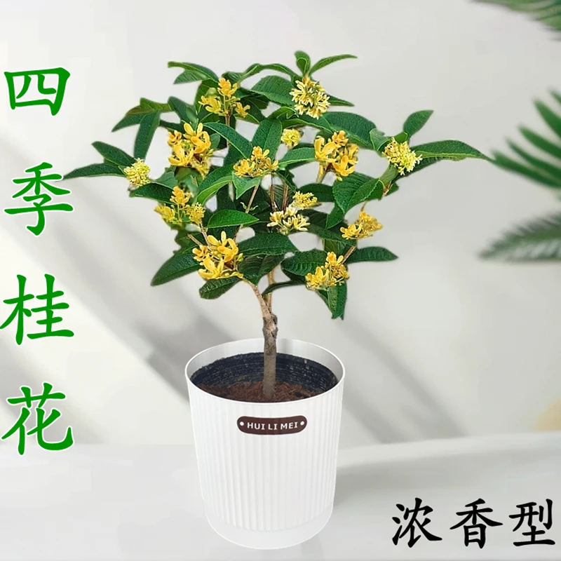 四季桂花树苗带花苞浓香型盆栽室内外四季开花植物阳台好养易活