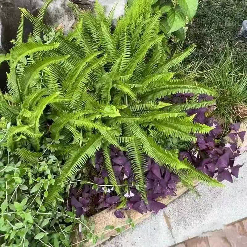肾蕨耐寒耐热耐阴别墅庭院花境绿植植物室内可以净化空气枸骨树