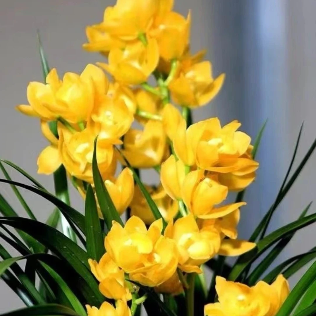 【黄金小神童2-3花剑】四季兰花浓香好养室内外高端精品绿植花卉