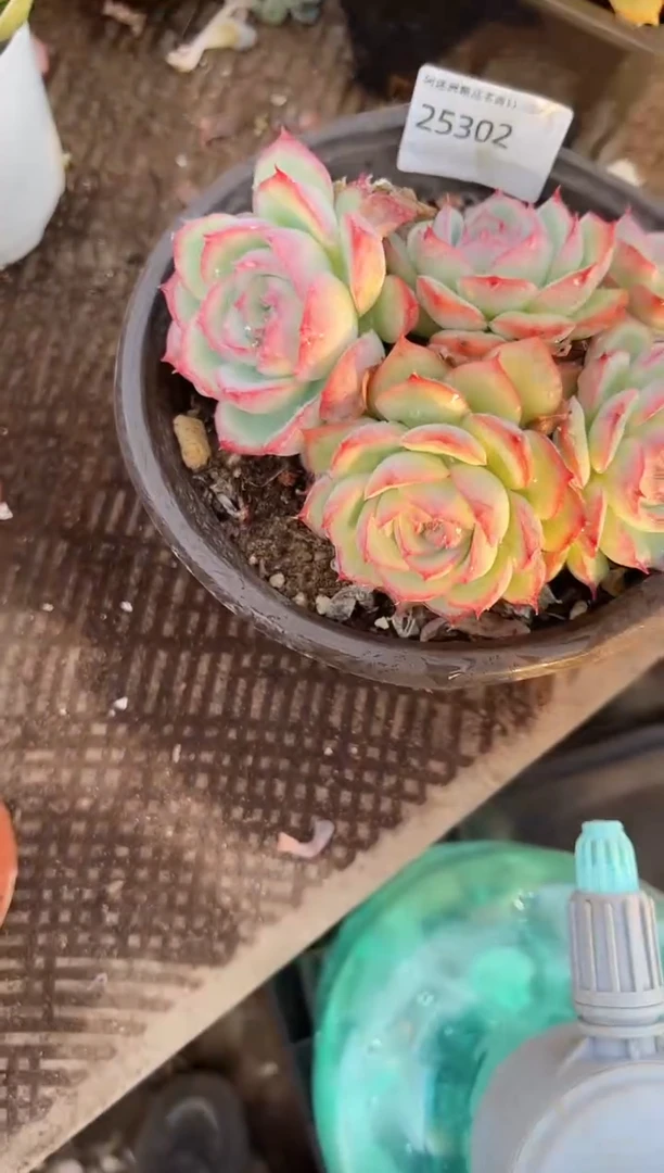 笨*熊多肉植物一物一拍25302