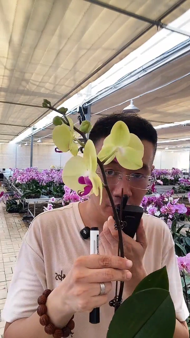 大部分开放少量花苞青苹果1棵