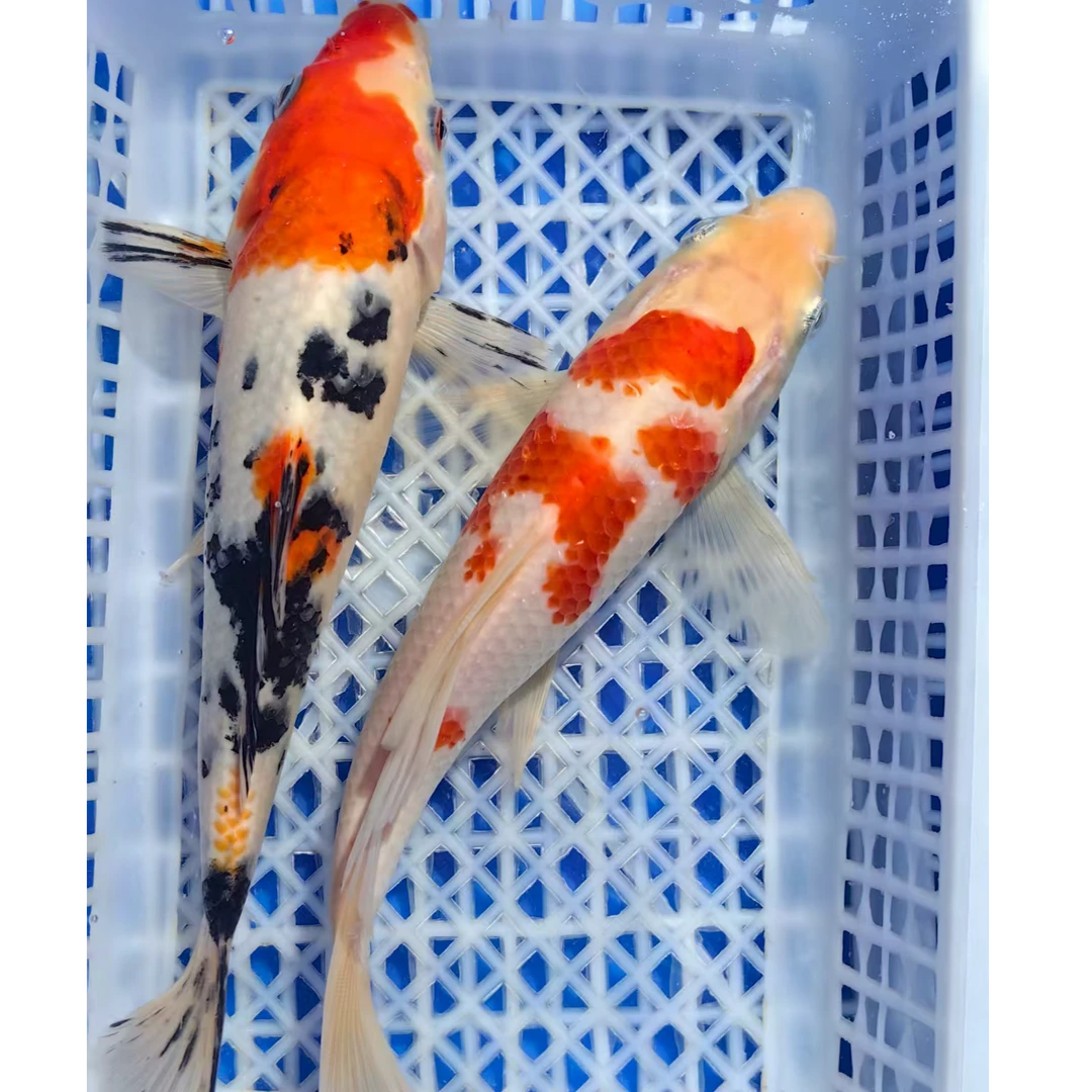 【17-20cm黄红黑白花各色】冷水观赏鱼锦鲤草金三色红白锦鲤混搭