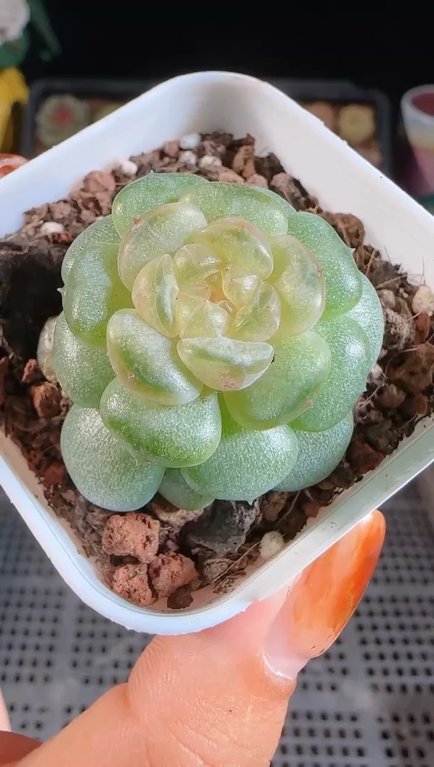 1109-547流莹麦秆群不包整