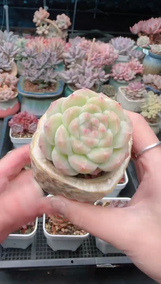 【闪购商品】7400.